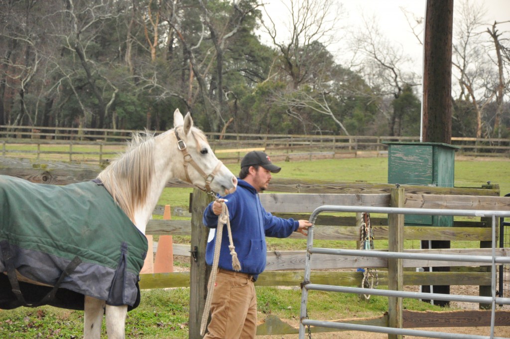 Shopping For Wiley The Ongoing Saga Of An Eastern Shore Horse Part 2