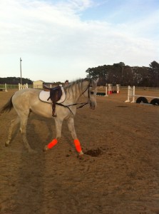 Wiley my Arabian horse in his new braids