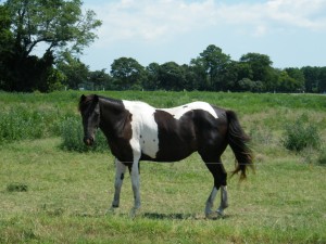 Horse grazing near Nassawadox VA