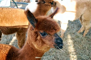 Brown Alpaca Youngster