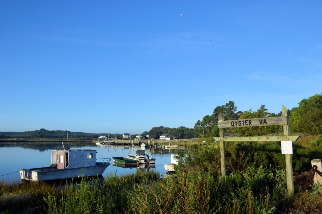 Oyster Virginia « Life and Real Estate on the Eastern Shore of Virginia