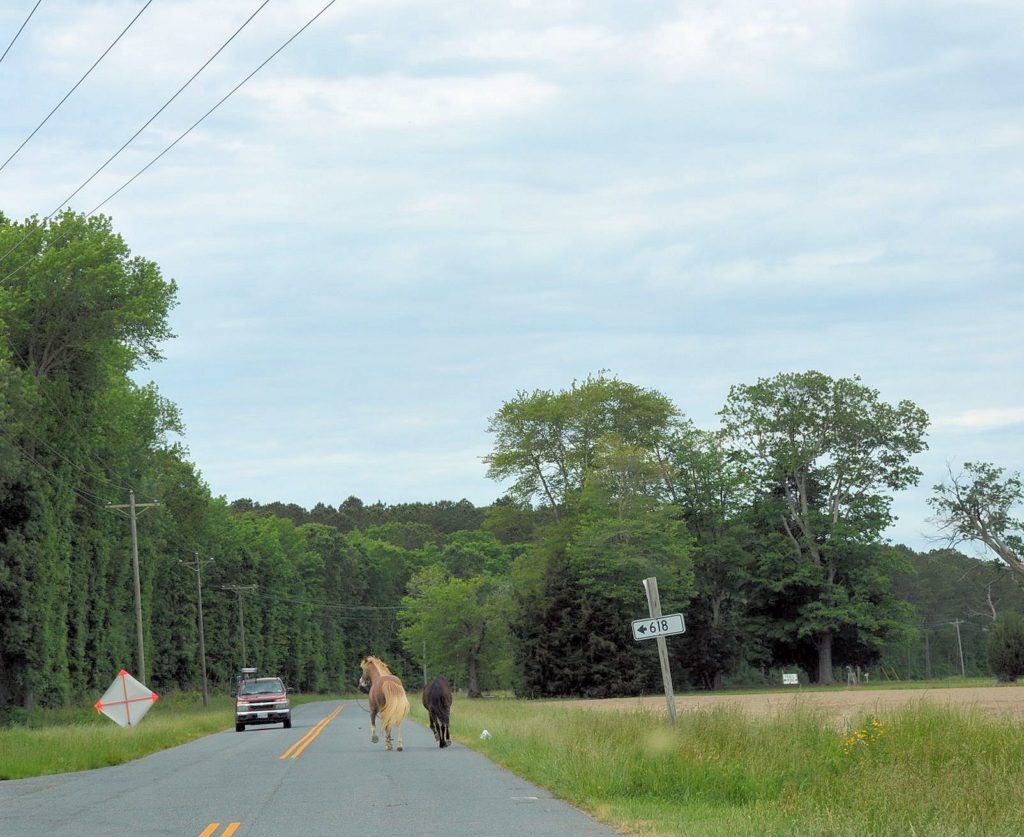 Life and Real Estate on the Eastern Shore of Virginia